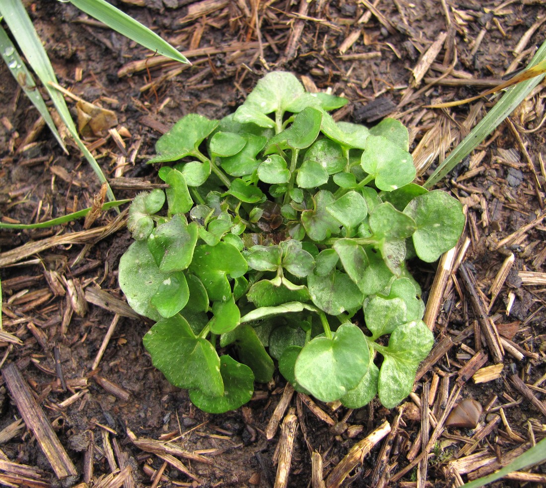 Image of Cardamine hirsuta specimen.