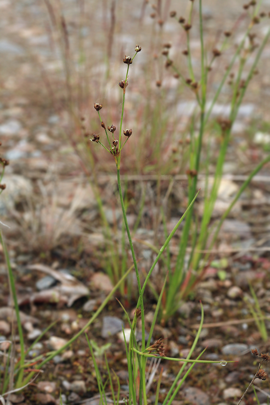 Image of Juncus articulatus specimen.