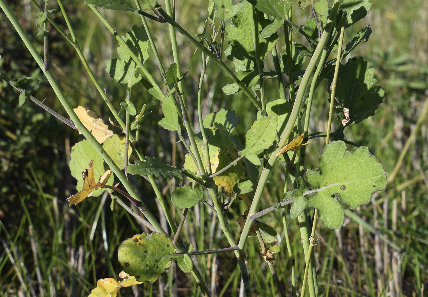 Изображение особи Brassica fruticulosa.