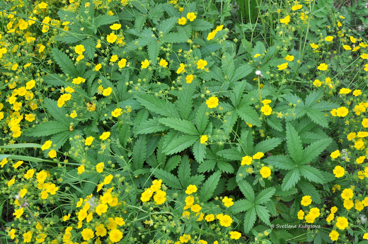 Изображение особи Potentilla chrysantha.