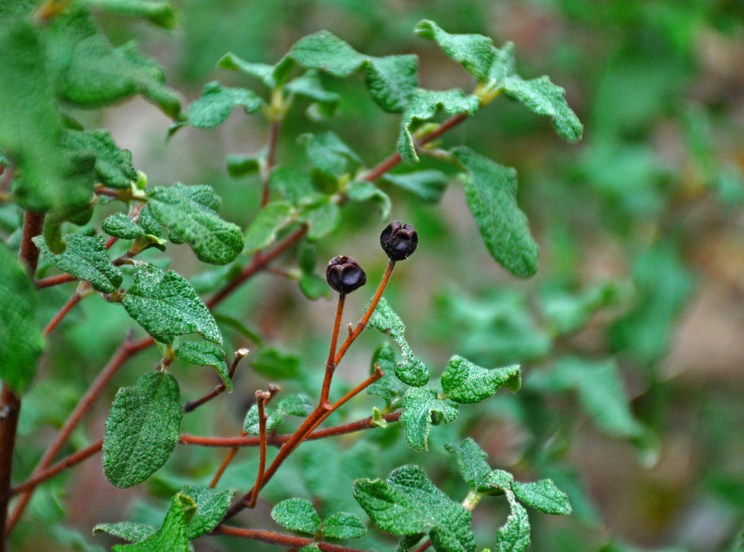 Image of genus Cistus specimen.