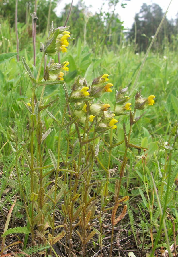 Изображение особи Rhinanthus minor.