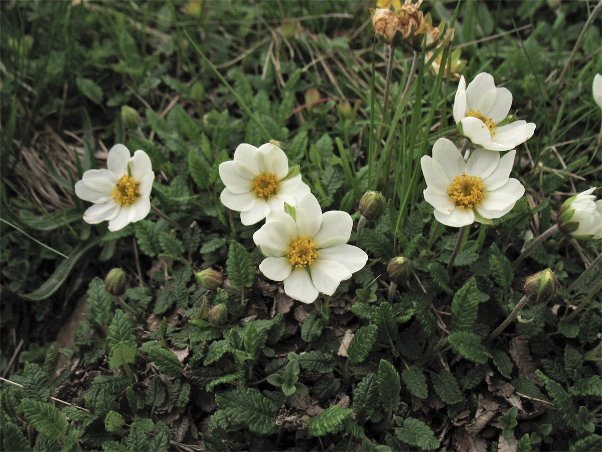 Изображение особи Dryas octopetala.