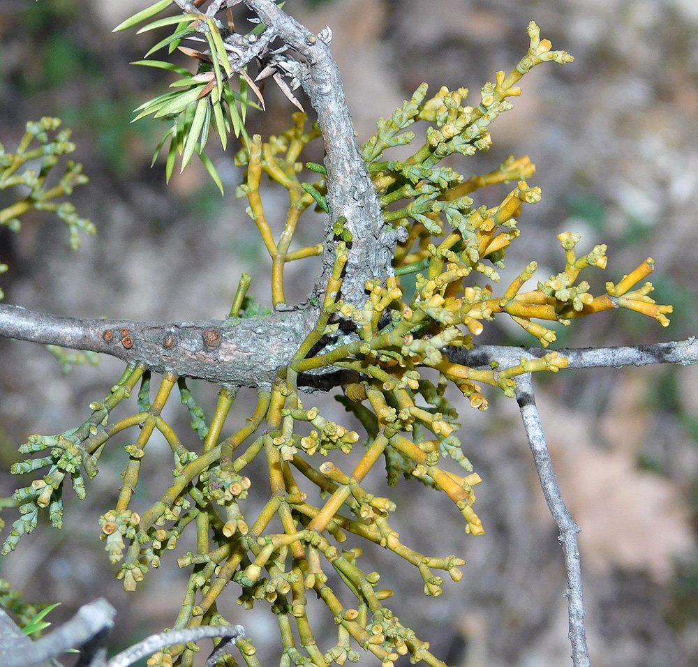 Image of Arceuthobium oxycedri specimen.