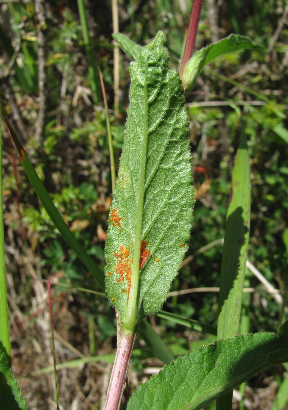 Image of Campanula glomerata specimen.