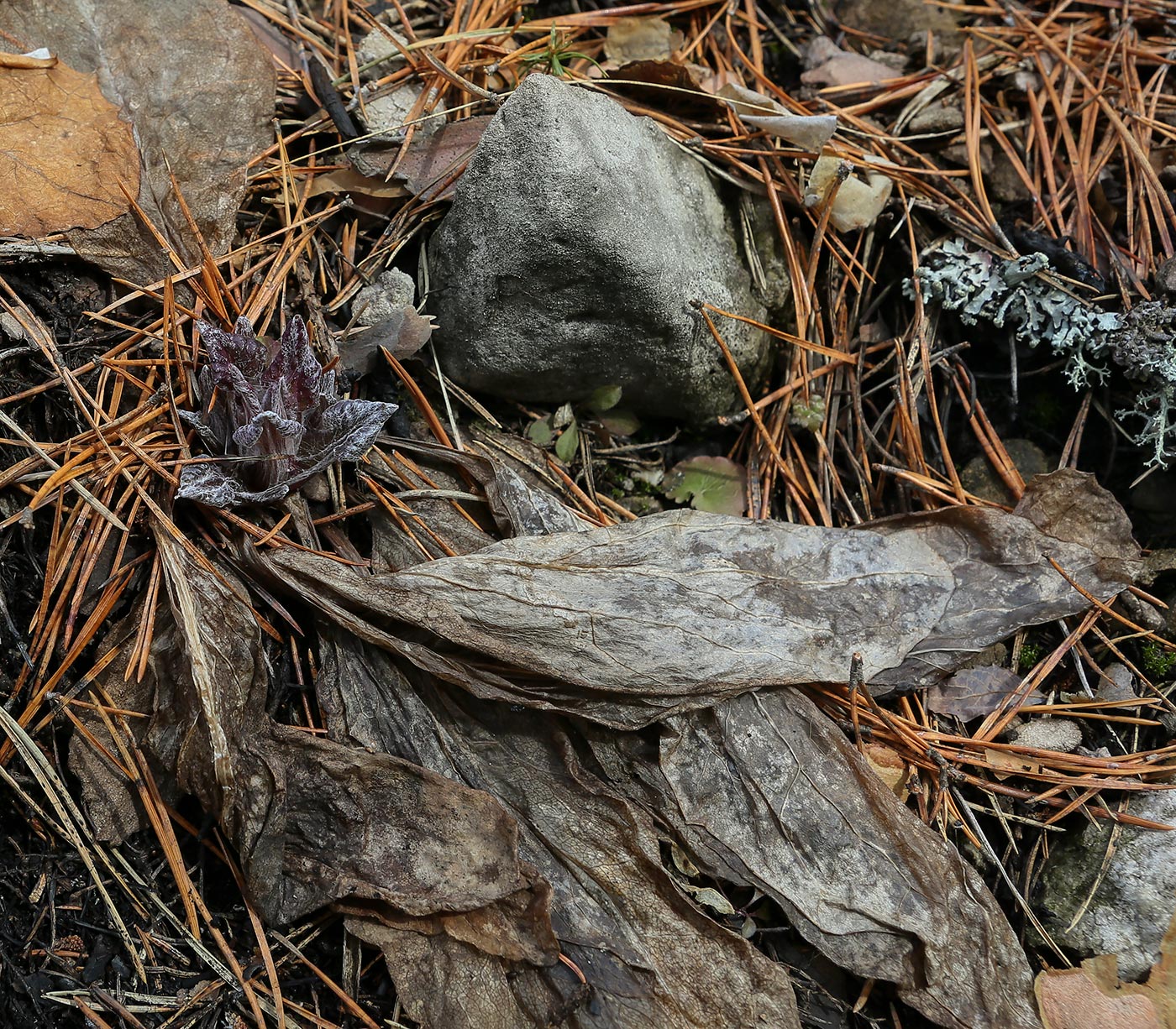 Image of Tephroseris integrifolia specimen.