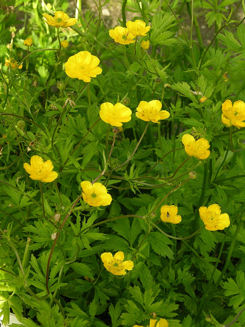 Изображение особи Ranunculus caucasicus.