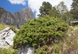 Juniperus hemisphaerica. Куст на известняковой скале (типичное местообитание). Адыгея, Кавказский биосферный заповедник, Фишт-Оштенский массив, пер. Армянский, ≈ 1800 м н.у.м., верхняя граница леса. 30.08.2015.