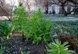 Fritillaria imperialis