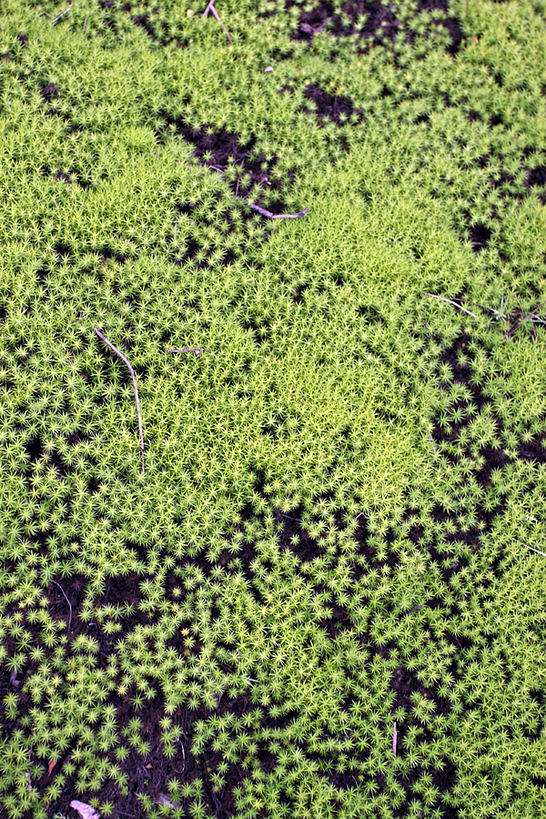 Image of genus Polytrichum specimen.