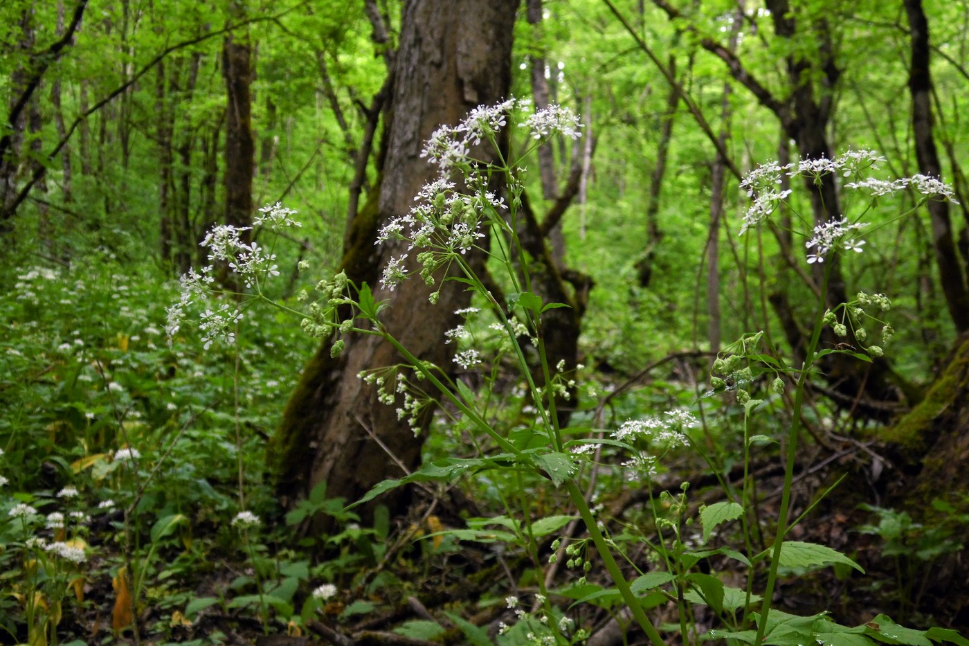 Изображение особи Anthriscus schmalhausenii.