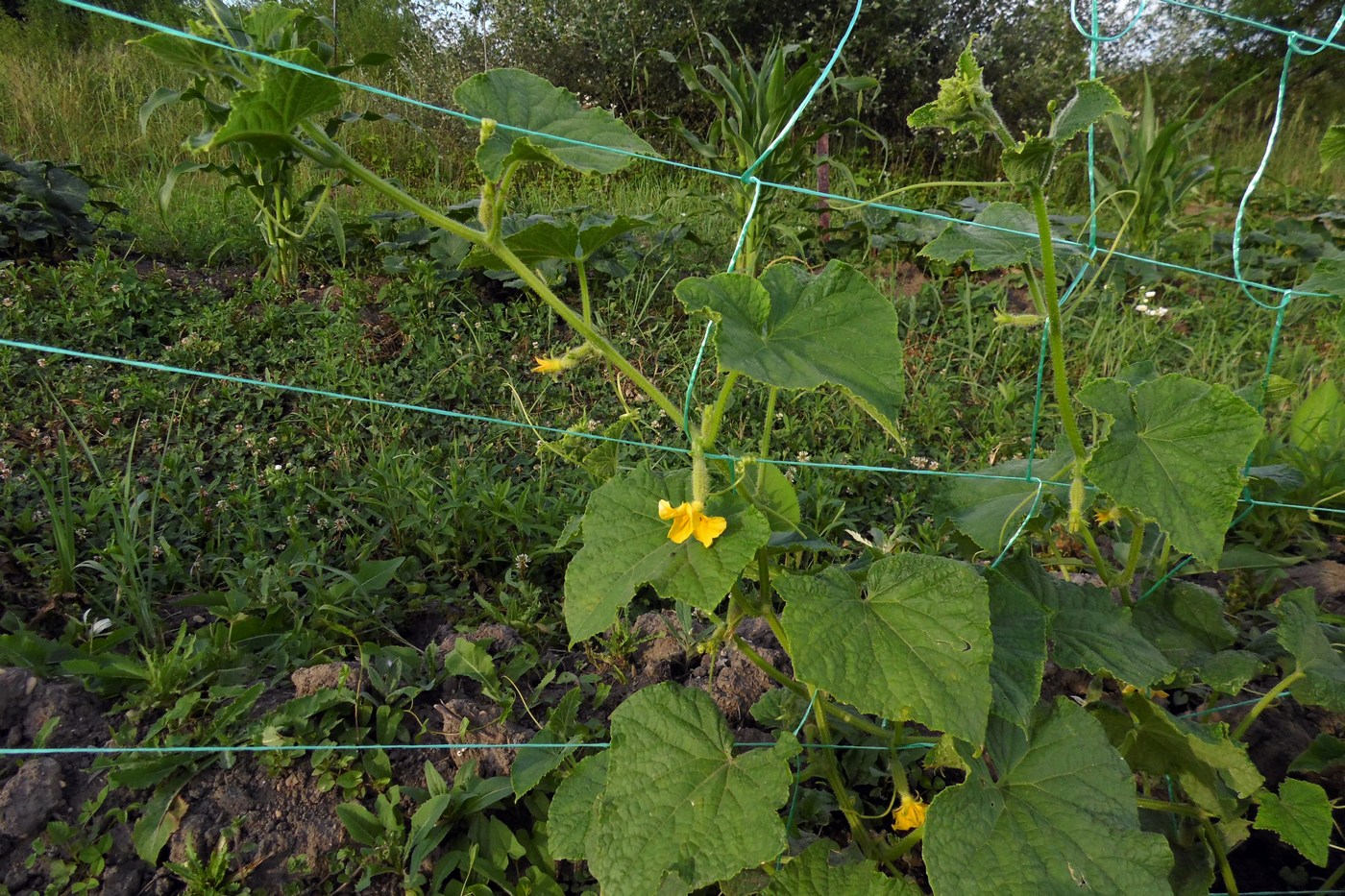 Изображение особи Cucumis sativus.