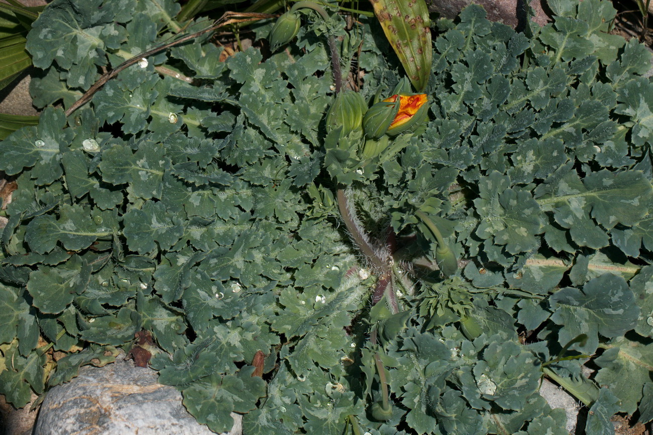 Image of genus Glaucium specimen.