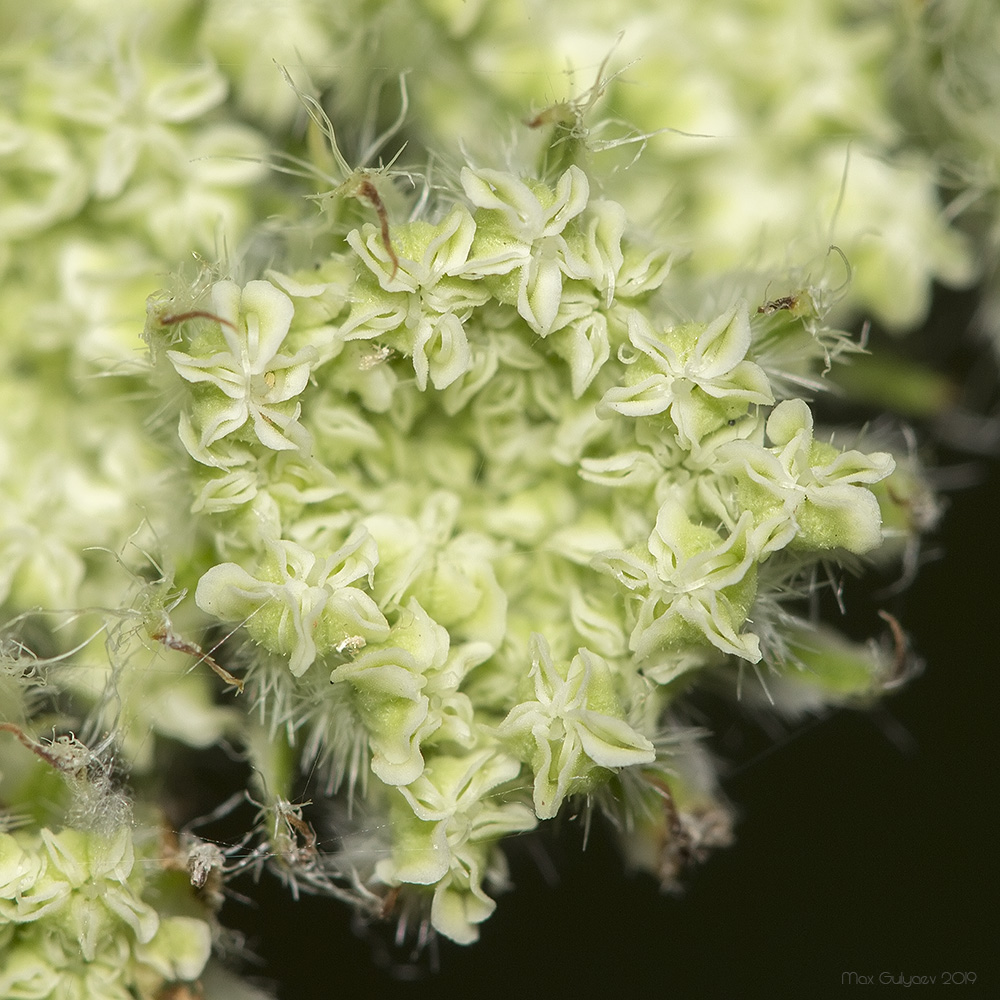 Image of Laserpitium hispidum specimen.