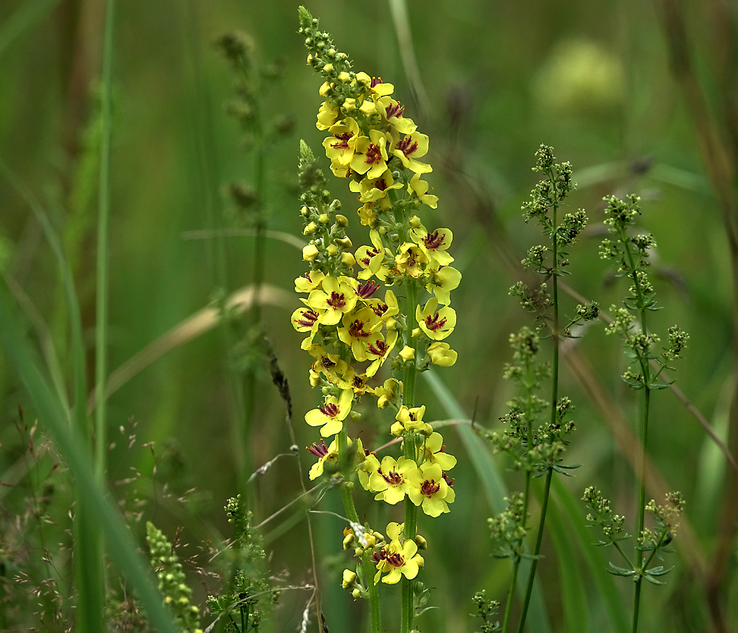 Изображение особи Verbascum nigrum.