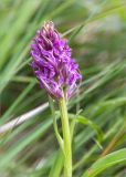 Dactylorhiza incarnata. Верхушка побега с соцветием. Ленинградская обл., Волосовский р-н, окр. дер. Донцо, берег озера, разнотравно-злаковая луговина. 16.06.2019.