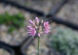 Allium kokanicum