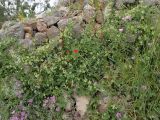 Bryonia cretica. Цветущие растения в сообществе с Avena sp., Papaver rhoeas, Malva sylvestris. Греция, Эгейское море, о. Парос, холм Кефалос, окр. монастыря Св. Антония, забор из нескреплённых камней. 04.05.2019.