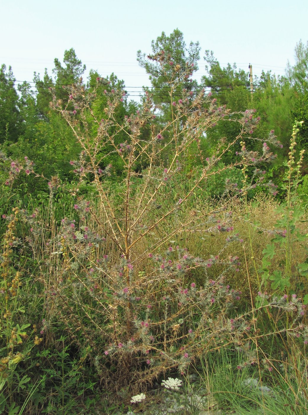 Изображение особи Carthamus glaucus.