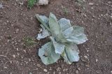 genus Verbascum. Вегетирующее растение. Турция, ил Артвин, окр. монастыря Парехи, небольшая скальная полка на краю скального обрыва. 25.04.2019.