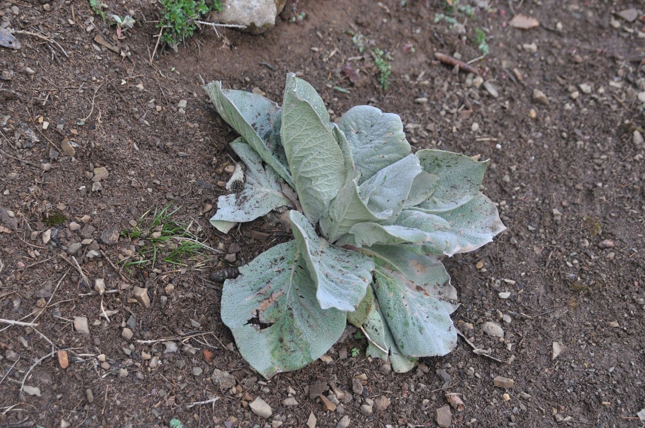 Image of genus Verbascum specimen.