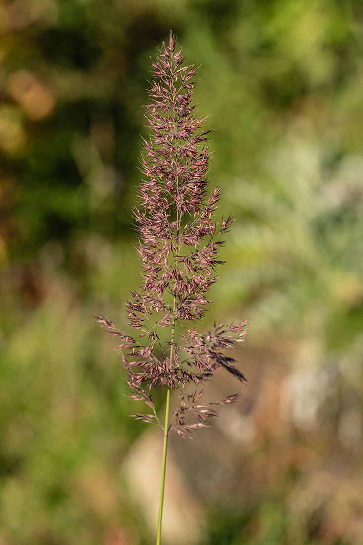 Изображение особи род Calamagrostis.