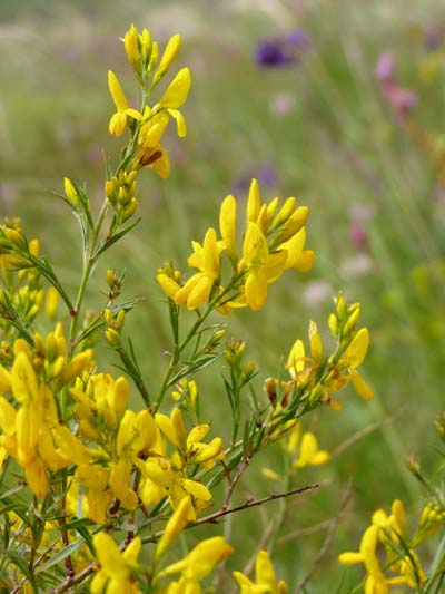 Изображение особи Genista tanaitica.