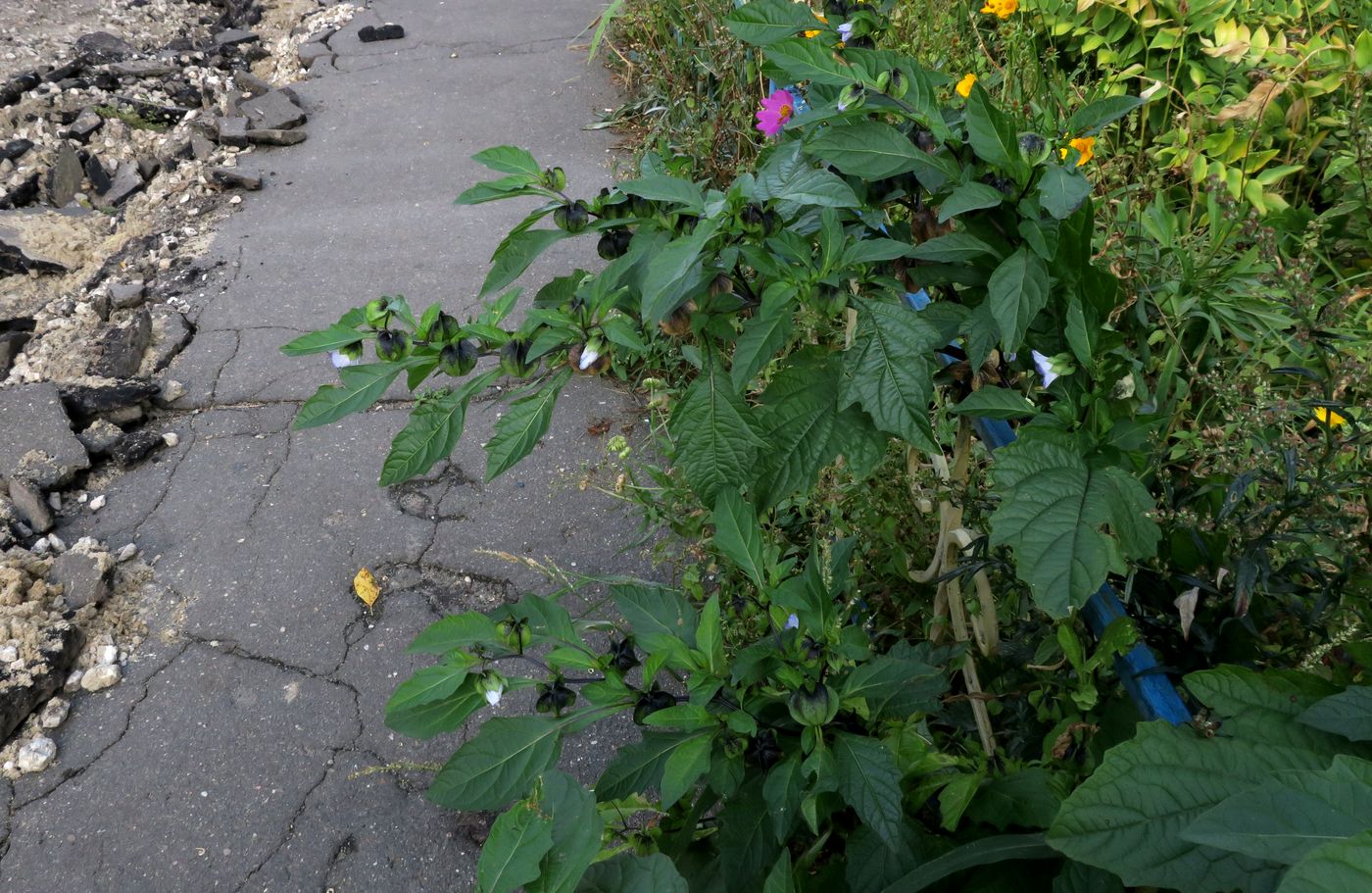 Image of Nicandra physalodes specimen.