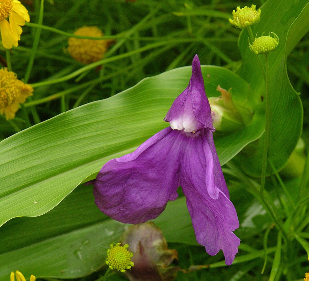 Изображение особи Roscoea purpurea.