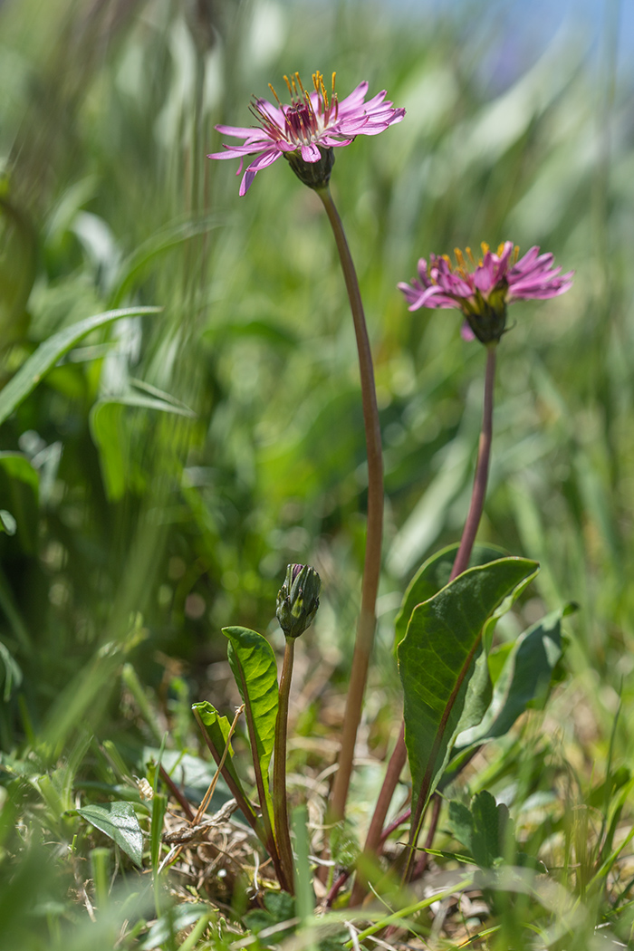 Image of Taraxacum porphyranthum specimen.