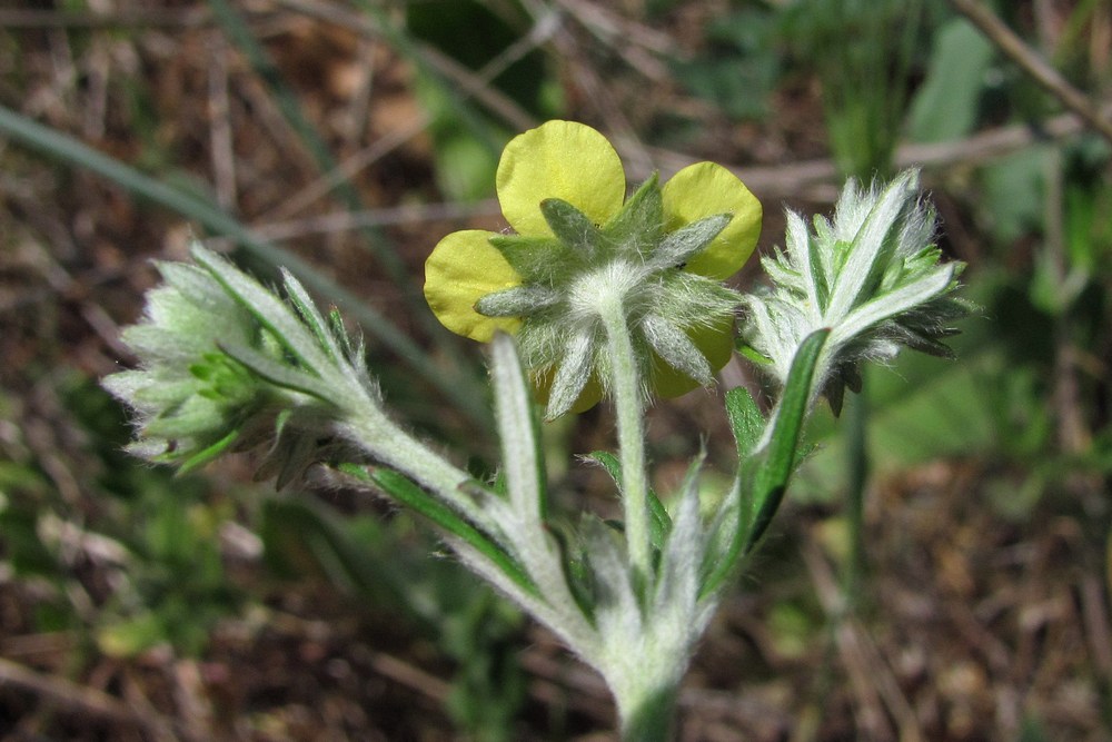 Изображение особи Potentilla argentea.