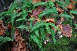 Polypodium vulgare. Вайи. Ленинградская обл., Выборг, парк Монрепо, поросший мхом камень. 02.11.2019.