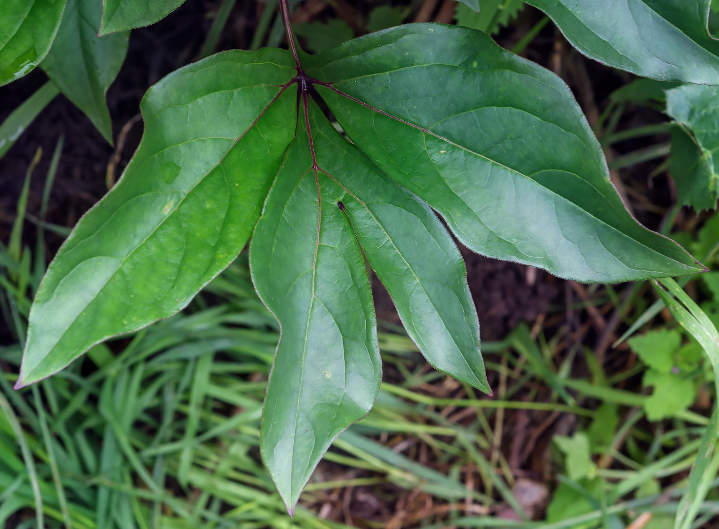 Image of Paeonia lactiflora specimen.