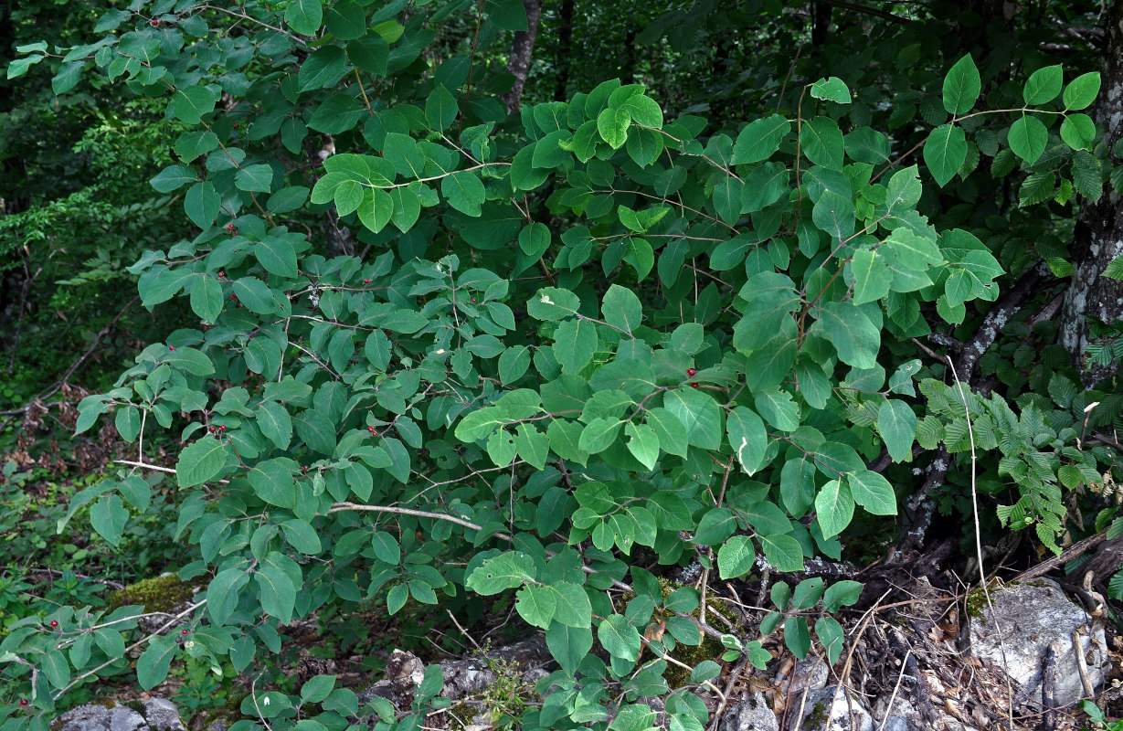 Изображение особи Lonicera xylosteum.