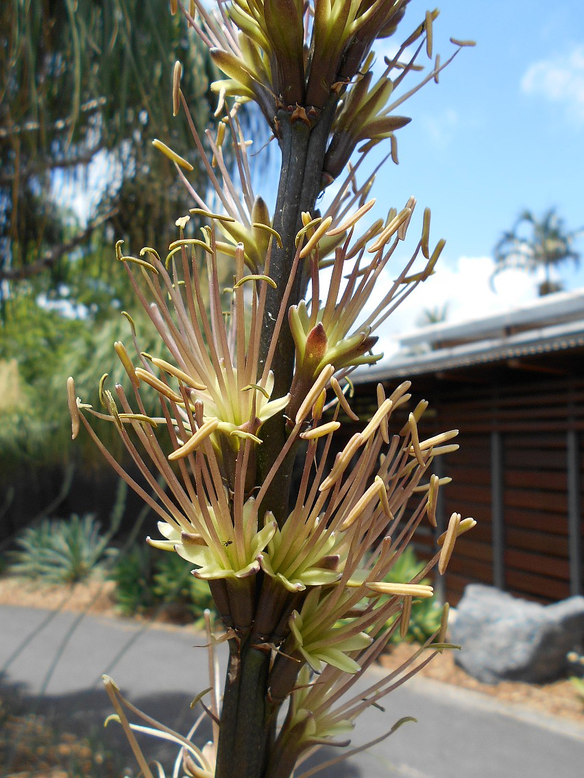 Изображение особи Agave stricta.