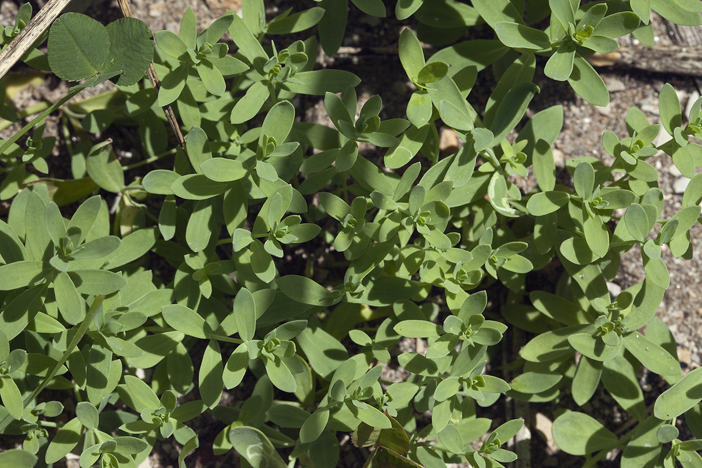 Image of Linaria japonica specimen.