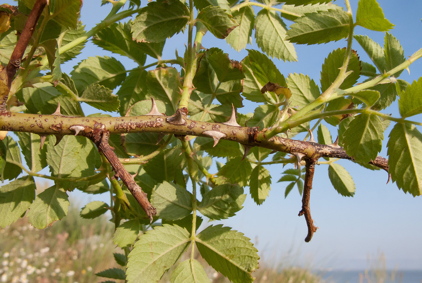 Изображение особи Rosa corymbifera.