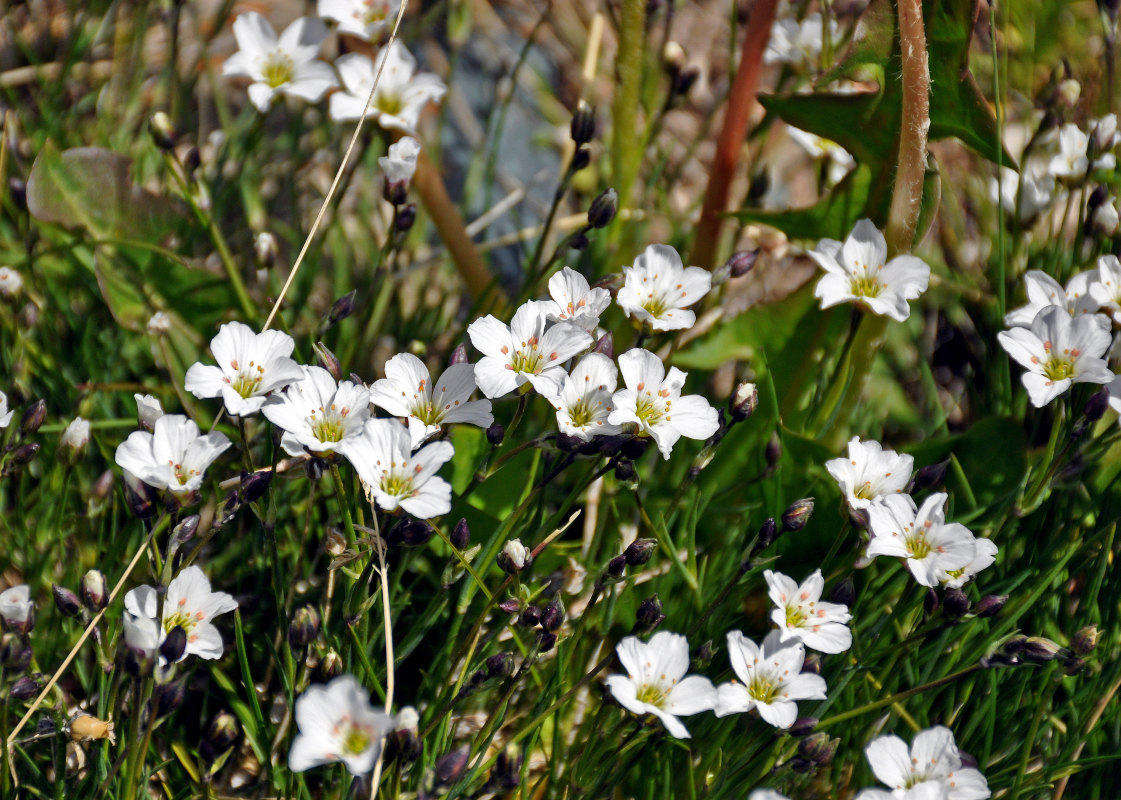 Image of genus Eremogone specimen.