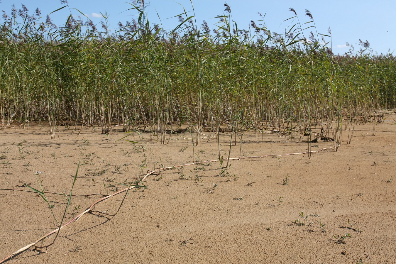 Изображение особи Phragmites australis.