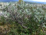 Salix glauca. Плодоносящее растение. Свердловская обл., окр. г. Североуральск, склон Сосьвинского хребта. 29.06.2010.