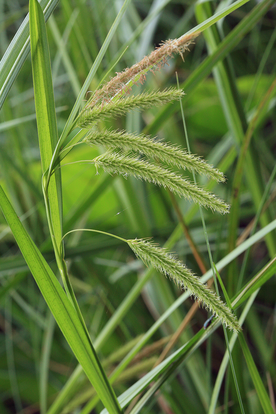 Изображение особи Carex pseudocyperus.