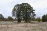 Alnus glutinosa