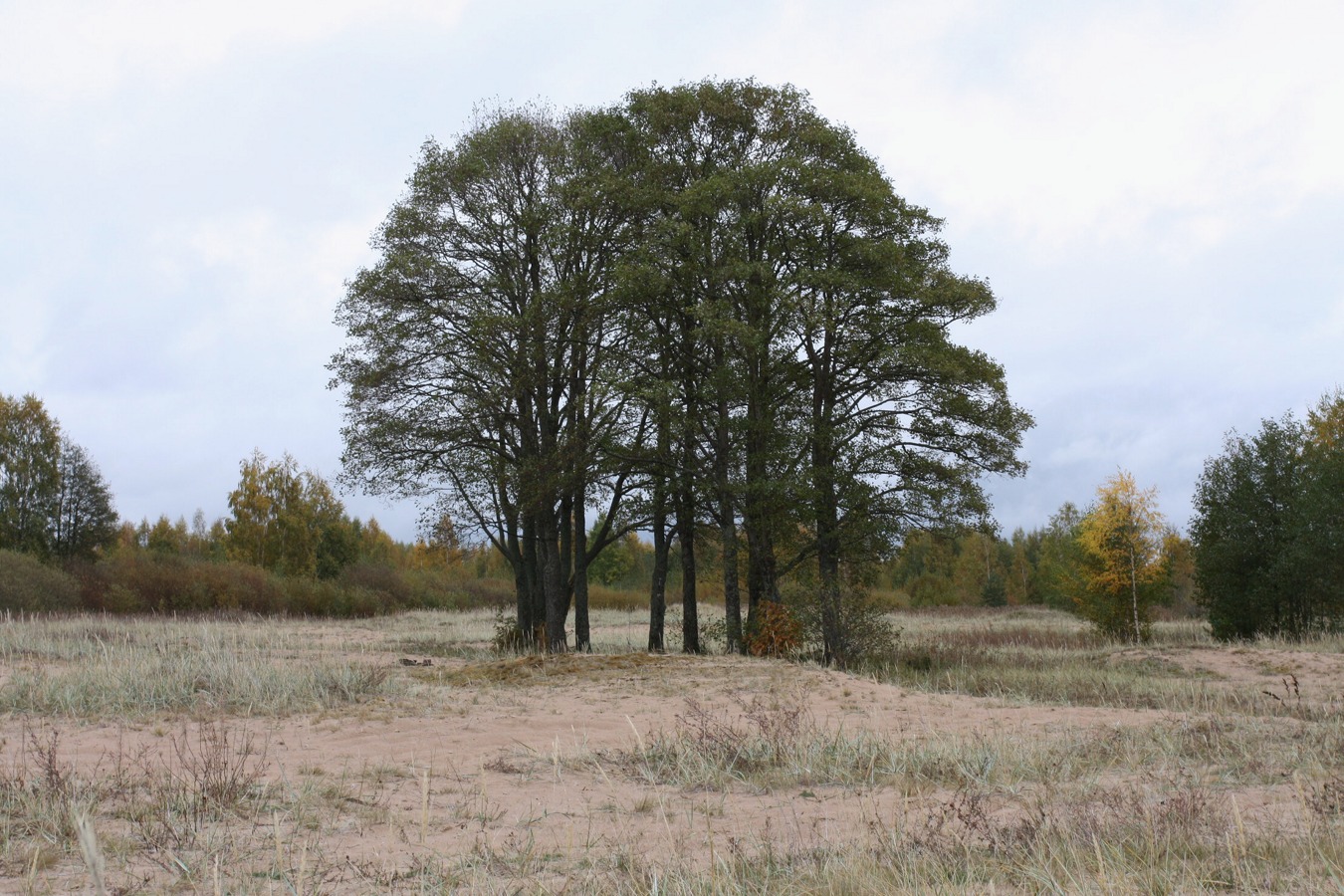 Изображение особи Alnus glutinosa.