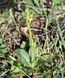 Ophrys subspecies israelitica