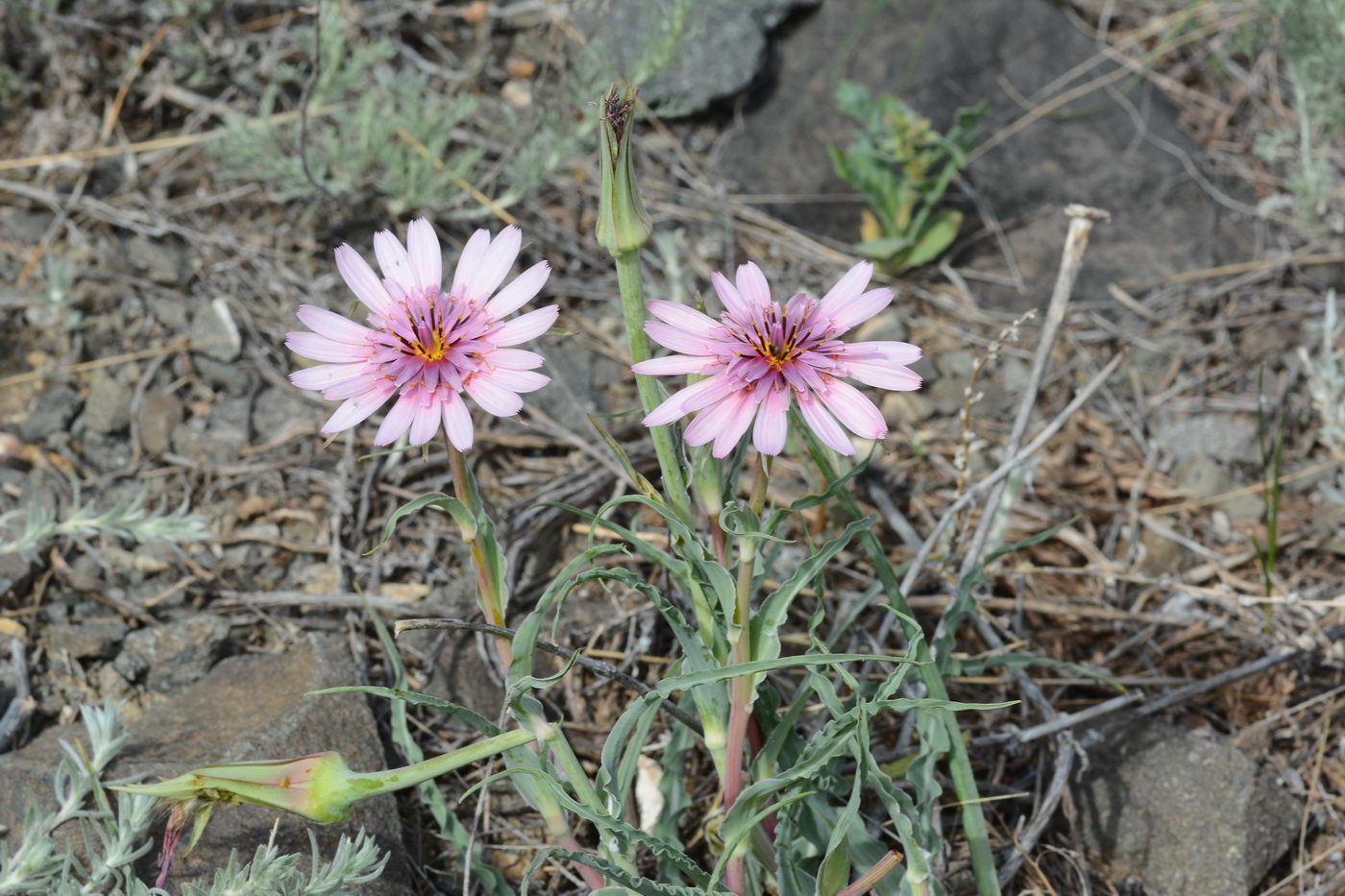 Изображение особи род Tragopogon.