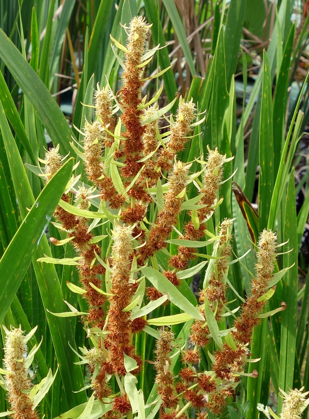 Image of Rumex maritimus specimen.