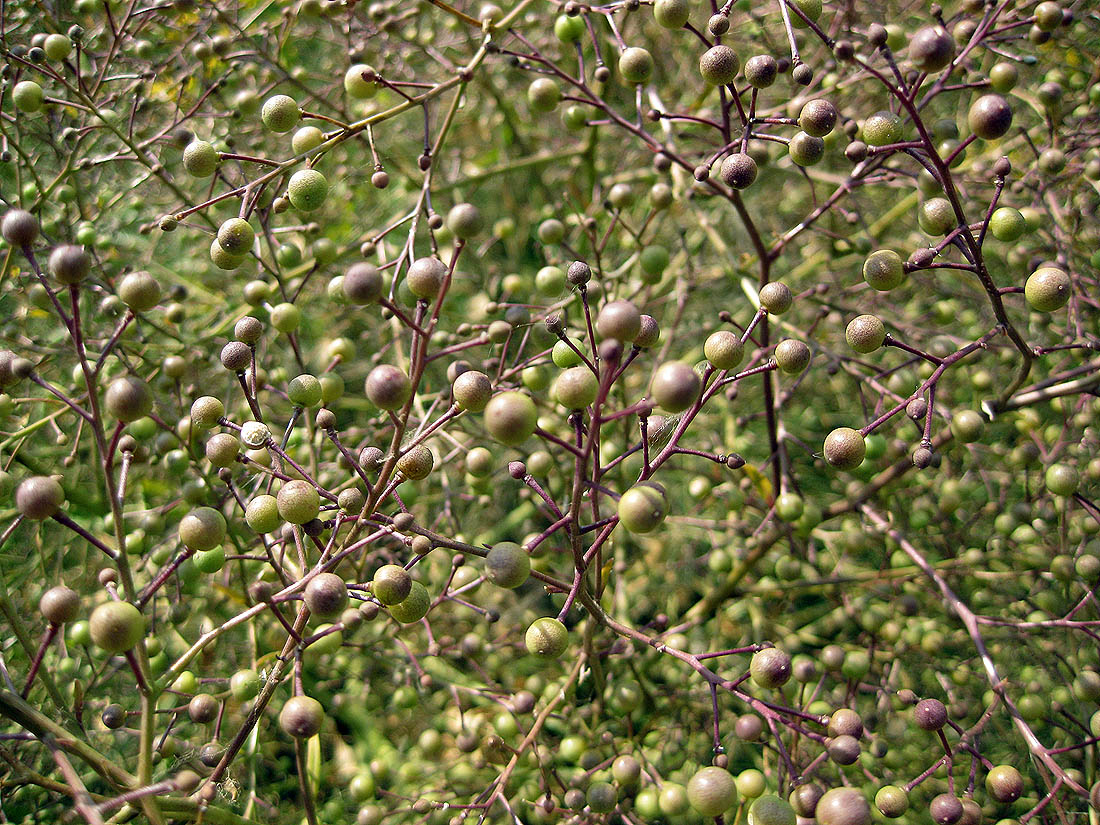 Image of Crambe tataria specimen.