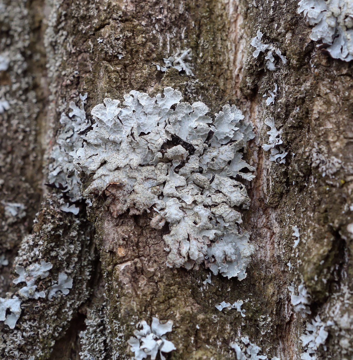 Изображение особи Parmelia sulcata.