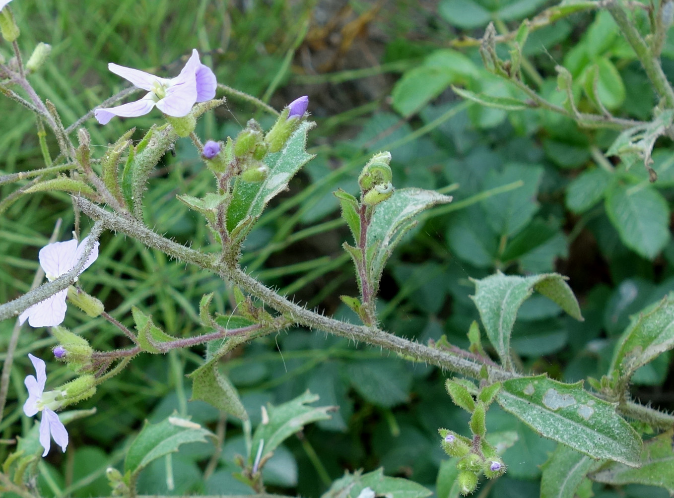 Изображение особи Dontostemon hispidus.