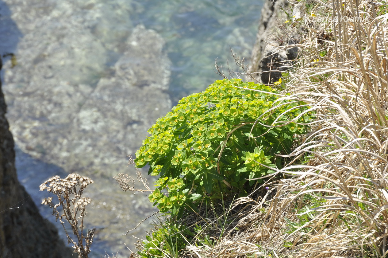 Image of Euphorbia komaroviana specimen.